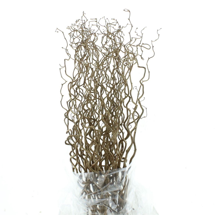 <h4>Coryl Av Contorta</h4>