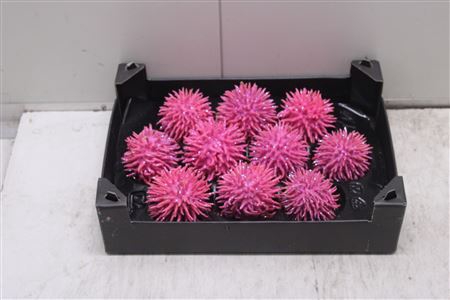 <h4>F-stekel Topline Pink Roze</h4>