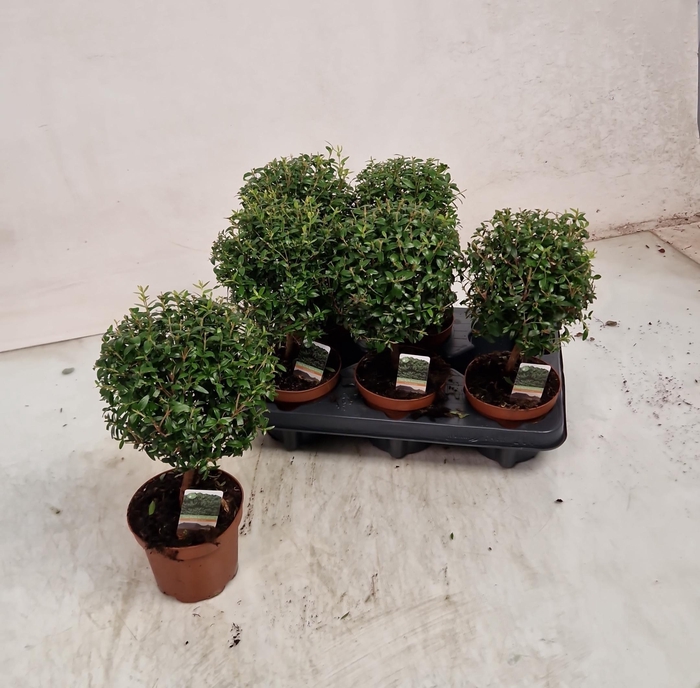 <h4>MYRTUS COM</h4>
