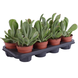 Kalanchoe Oricula 12cm