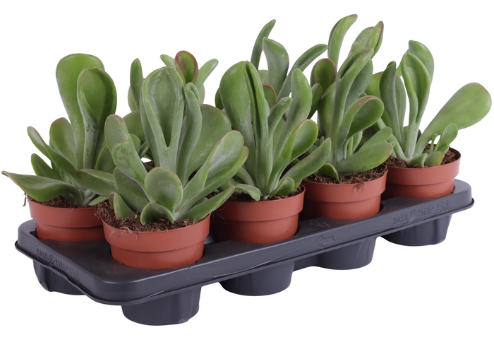 <h4>Kalanchoe Oricula 12cm</h4>