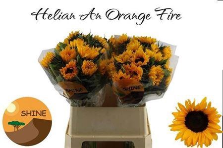 <h4>Helian An Orange Fir</h4>