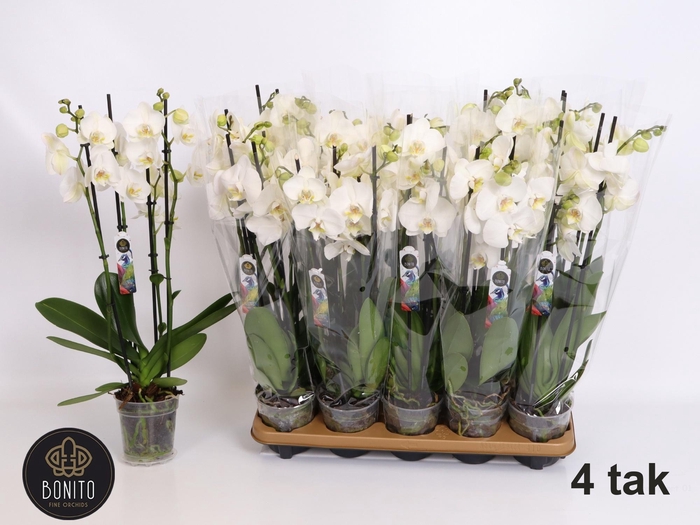 arr8 Phal An Nottingham