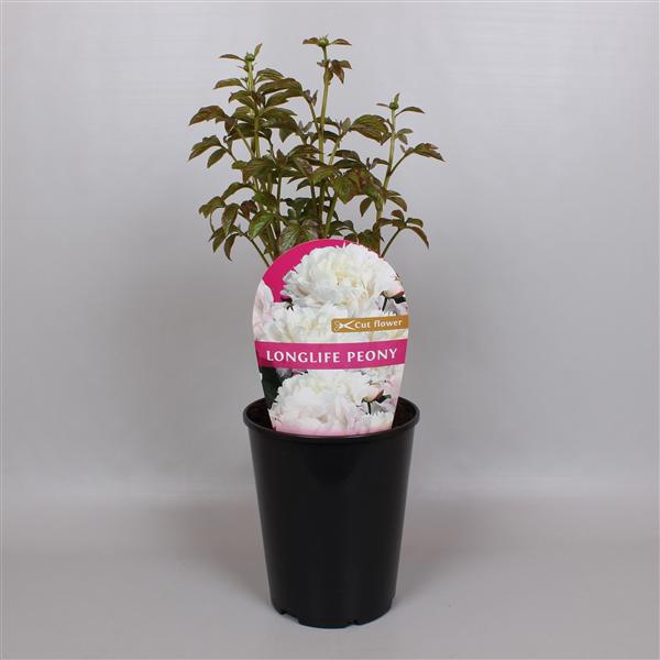 <h4>Paeonia Premium Longlife 26CM Wit</h4>