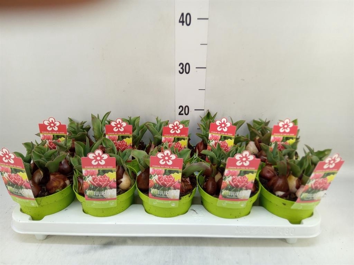 <h4>Tulipa DU   ...</h4>