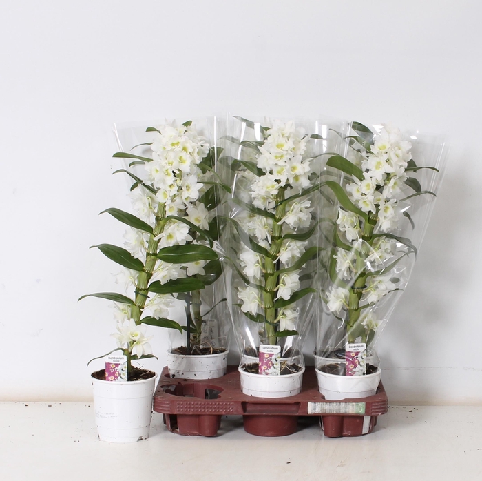 <h4>DEND NOBILE</h4>