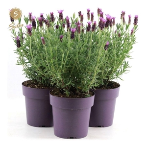 Lavandula st. 'Anouk'® Collection P15