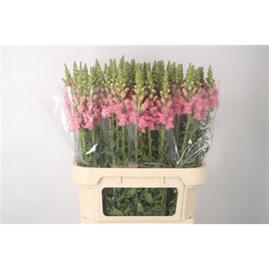 Antirrhinum Nl. Pink Potomac X80