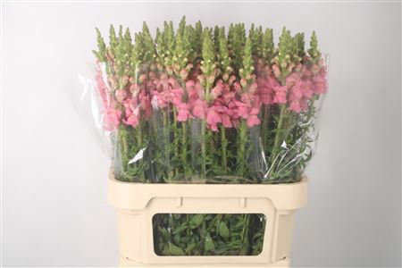 <h4>Antirrhinum Nl. Pink Potomac X80</h4>