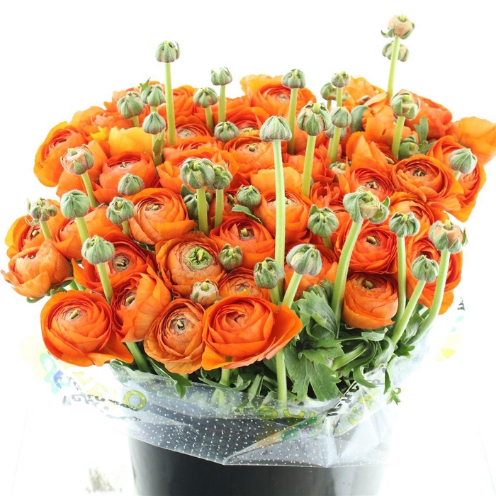 <h4>Ran Su Sr Lambada Orange Extra</h4>