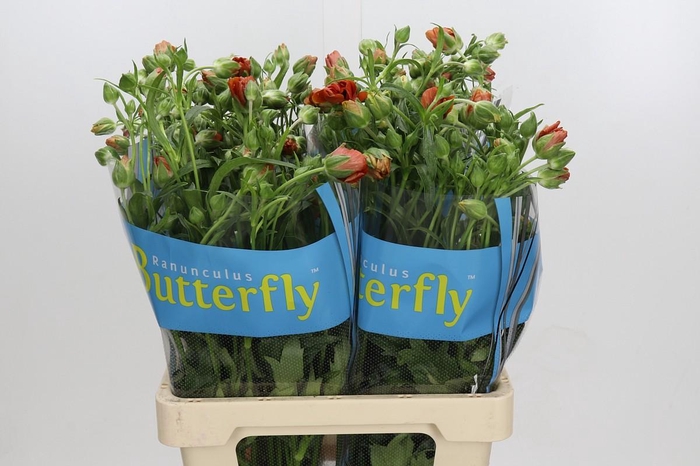 Ranunculus Butterfly Minoan