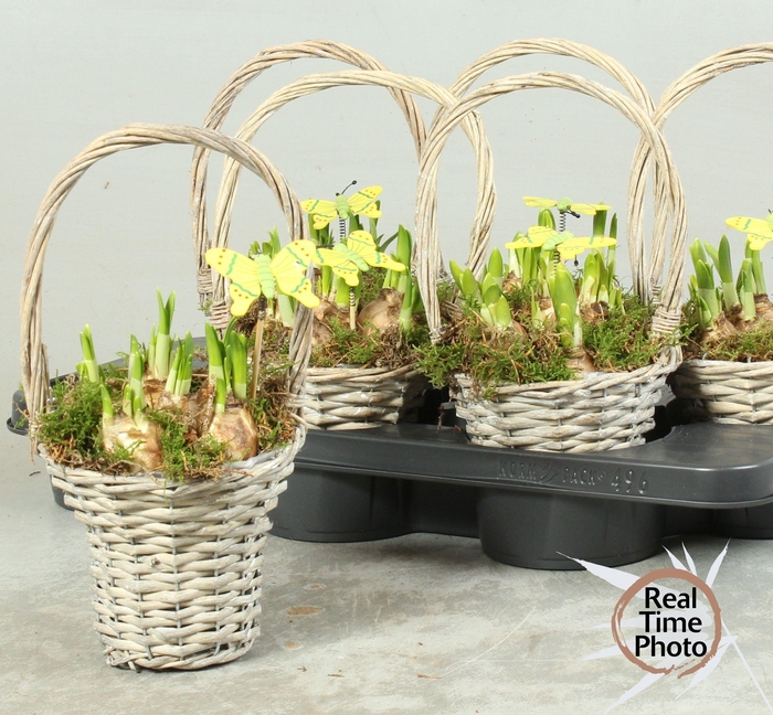 <h4>ARR NARCISSUS</h4>