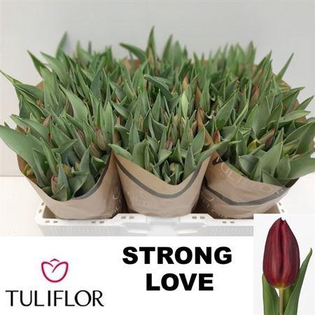 <h4>Tu En Strong Love</h4>