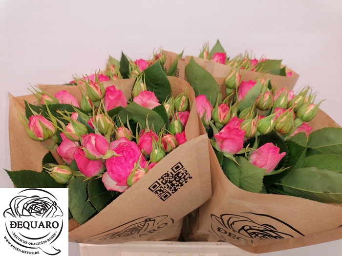 <h4>R TR LOVELY ROKOKO</h4>