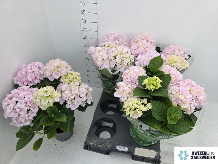 <h4>HYDR M MONTREAL</h4>