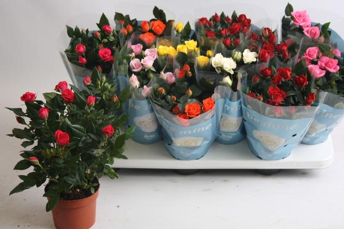 <h4>RO B MONDE GEM</h4>