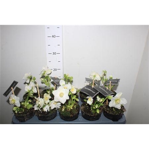 Hell Ni Winter Fleur