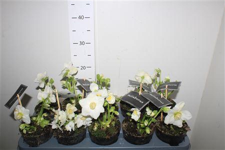 <h4>Hell Ni Winter Fleur</h4>