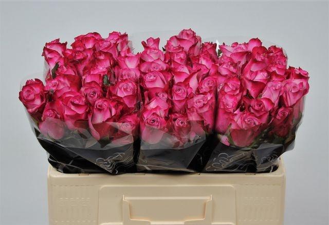 <h4>R Gr Deep Purple</h4>