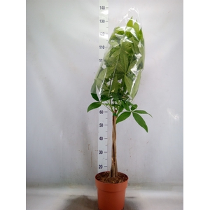 Pachira aquatica