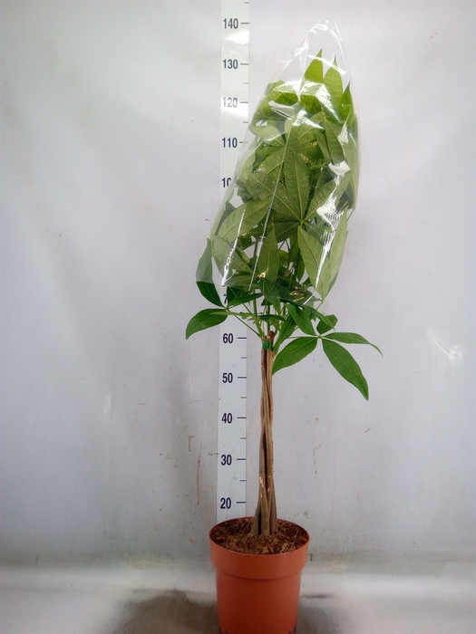 <h4>Pachira aquatica</h4>