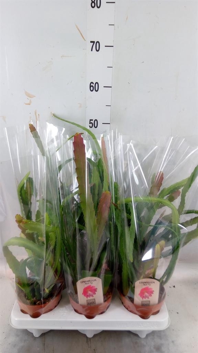 <h4>Epiphyllum   ...</h4>