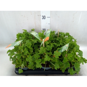 Pelargonium   ...mix smelling