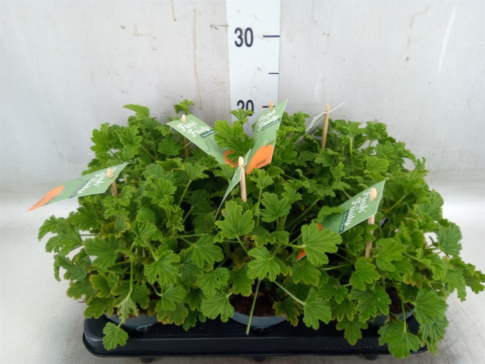 <h4>Pelargonium   ...mix smelling</h4>