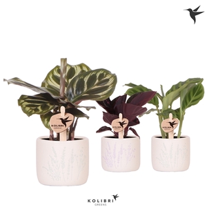 Kolibri Greens Calathea mix in Floral pot mix