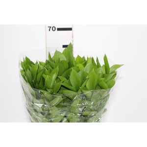 FOLHAGEM RUSCUS 060 CM