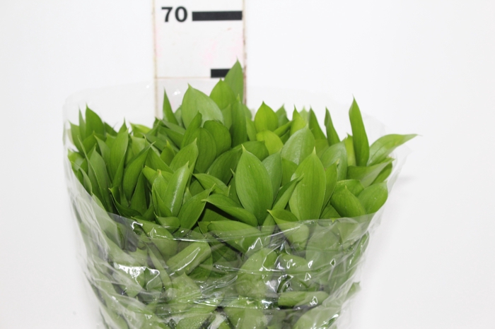 <h4>FOLHAGEM RUSCUS 060 CM</h4>