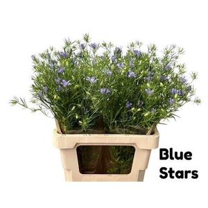 Nigella Bucharica Bleu