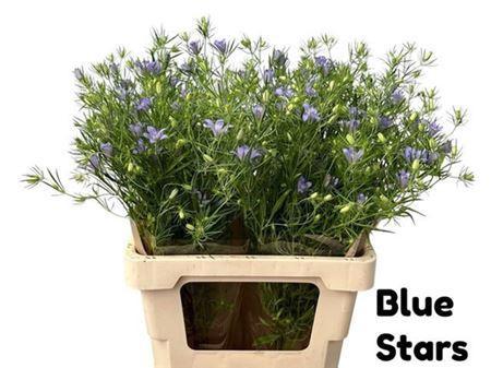 <h4>Nigella Bucharica Bleu</h4>