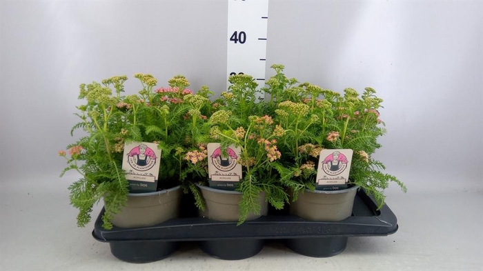 <h4>Achillea millef.</h4>