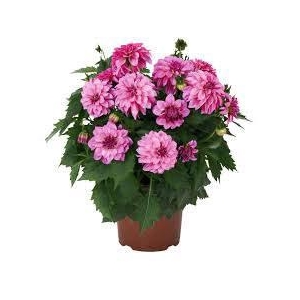 Dahlia Hypnotica Purple bicolor