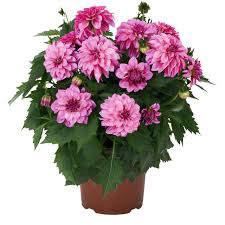 <h4>Dahlia Hypnotica Purple bicolor</h4>