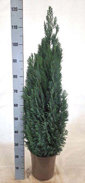 <h4>CHAM L ELLWOODII</h4>