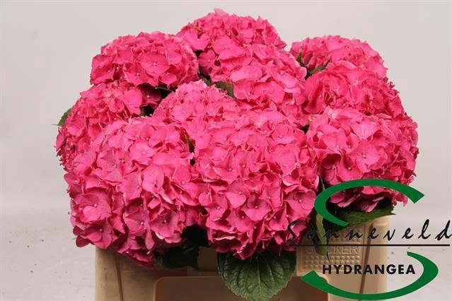 <h4>HYDR M CH RODEO RD</h4>