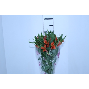 ALSTROEMERIA ORANGE QUEEN 080 CM
