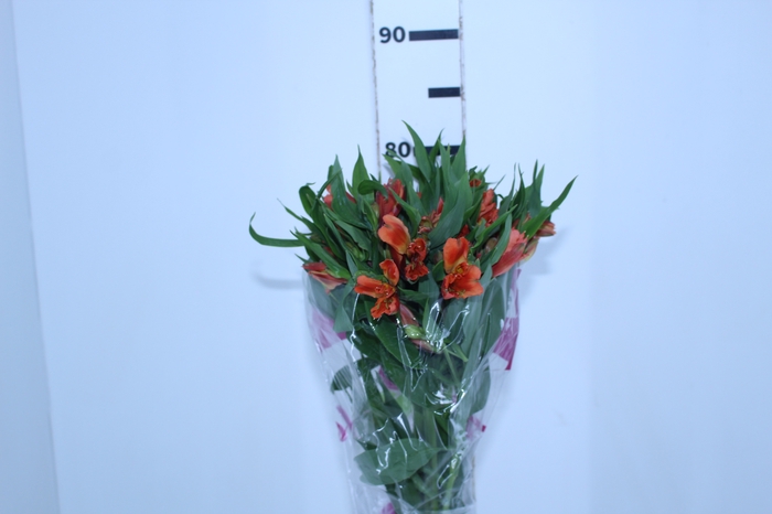 ALSTROEMERIA ORANGE QUEEN 080 CM
