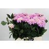 Dahlia Sweet Suprise