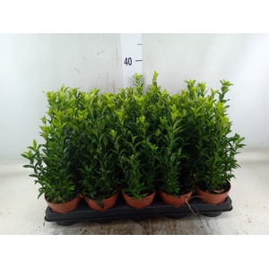 Euonymus japon. 'Green Spire'