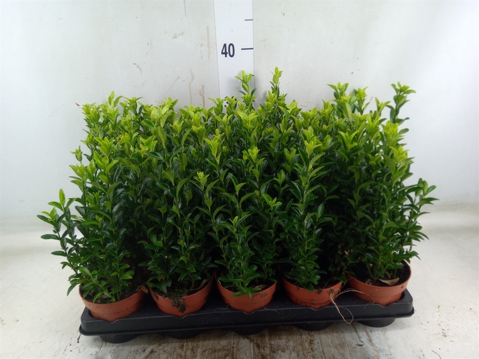 <h4>Euonymus japon. 'Green Spire'</h4>