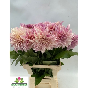 Dahlia Cafe Au Lait EPM Loos
