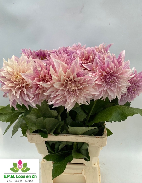 <h4>Dahlia Cafe Au Lait EPM Loos</h4>