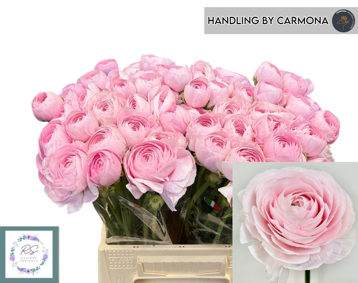 <h4>RAN SU LADY</h4>