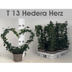HED HE OV GROEN