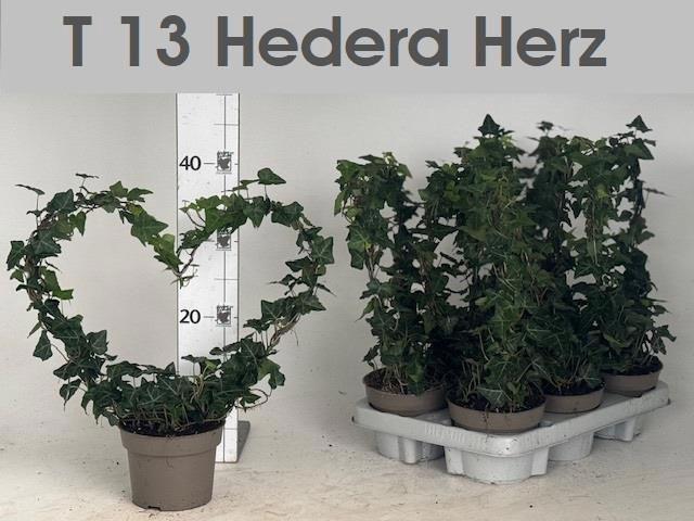 <h4>HED HE OV GROEN</h4>