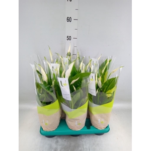 Spathiphyllum  'Torelli'