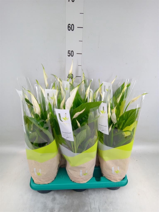 <h4>Spathiphyllum  'Torelli'</h4>